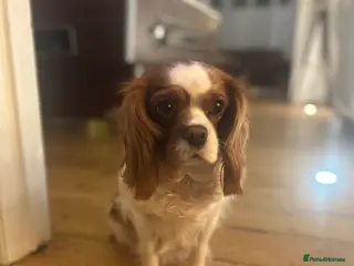 Cavalier King Charles Spaniel dogs Loving home for Lottie - Advert 1