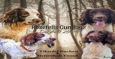 English Springer Spaniel dogs - Advert 13