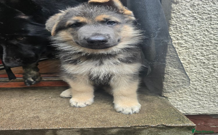German Shepherd dogs in Kingussie - Advert 2
