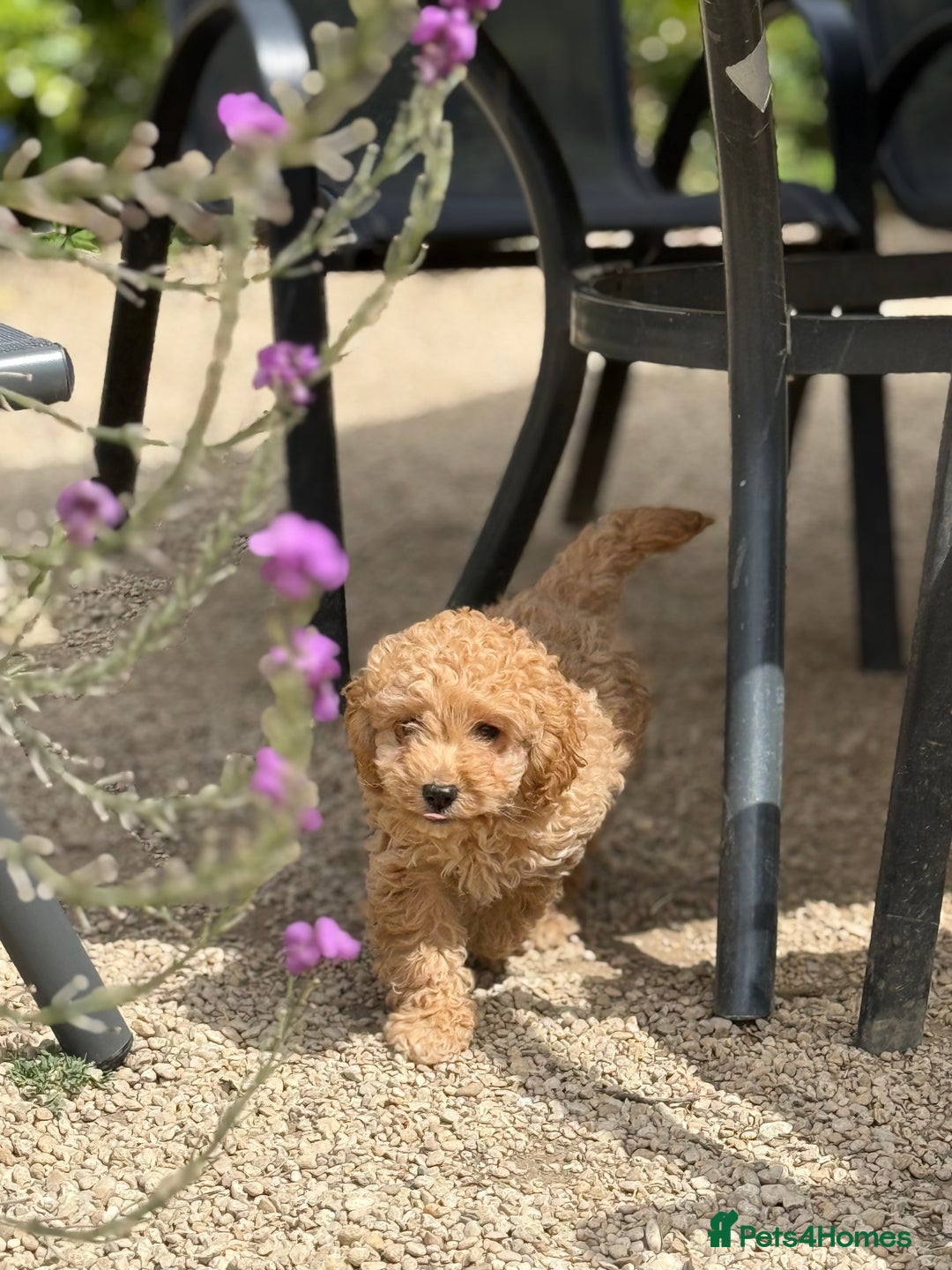 Cockapoo dogs for sale: Stunning ** F2 cockapoo - Image 6