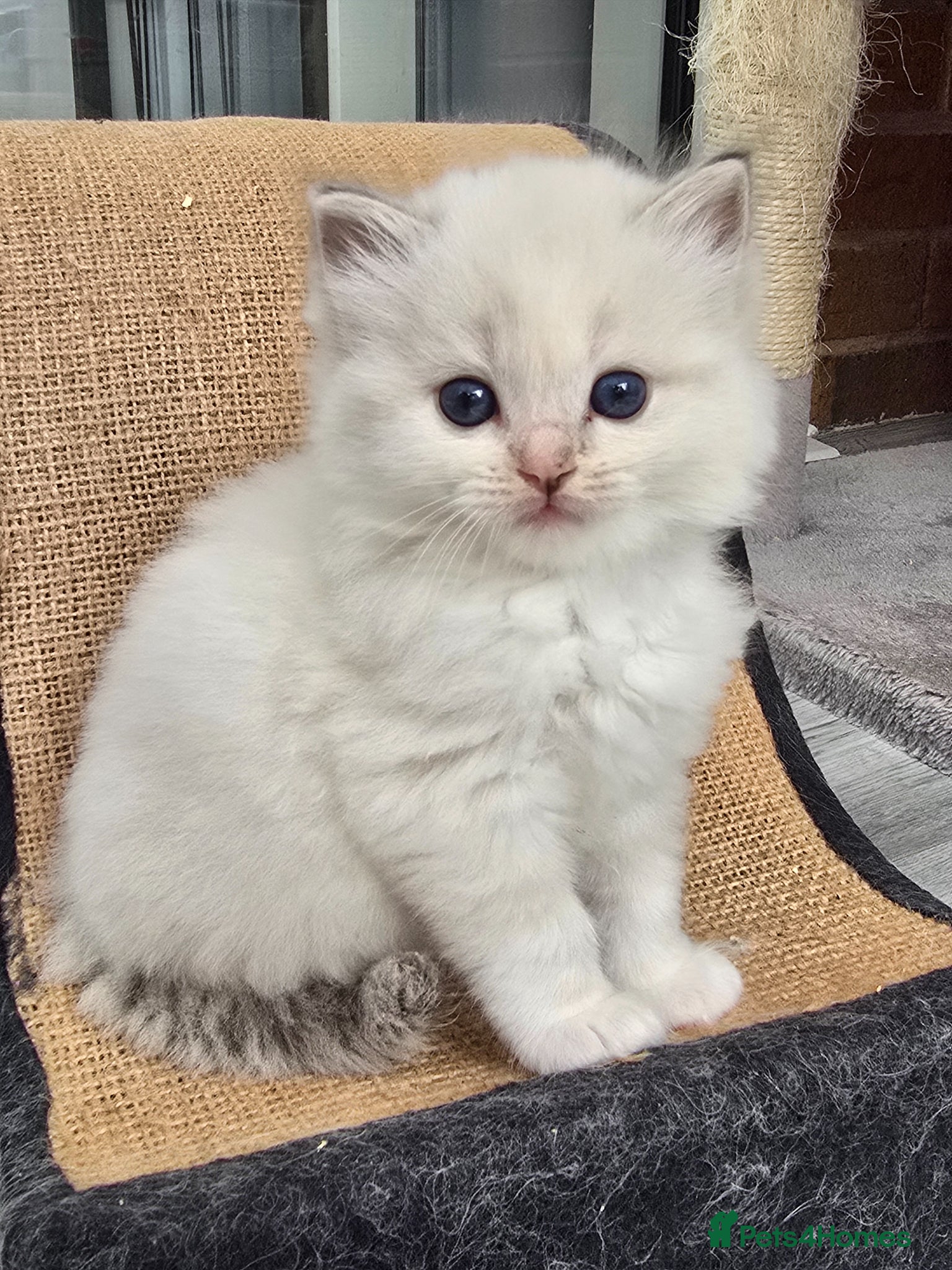 Ragdoll cats Stunning European bloodline kittens - Advert 14