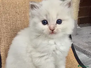 Ragdoll cats Stunning European bloodline kittens - Advert 14