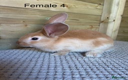 Continental Giant rabbits for sale: READY TO RESERVE - continental giant babies - Image 6