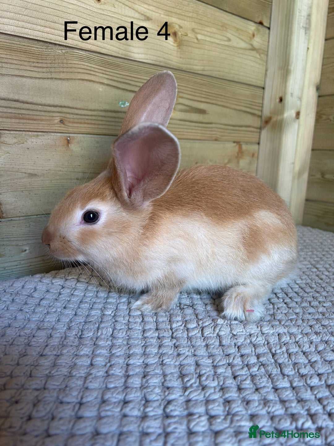 Continental Giant rabbits for sale: READY TO RESERVE - continental giant babies - Image 6