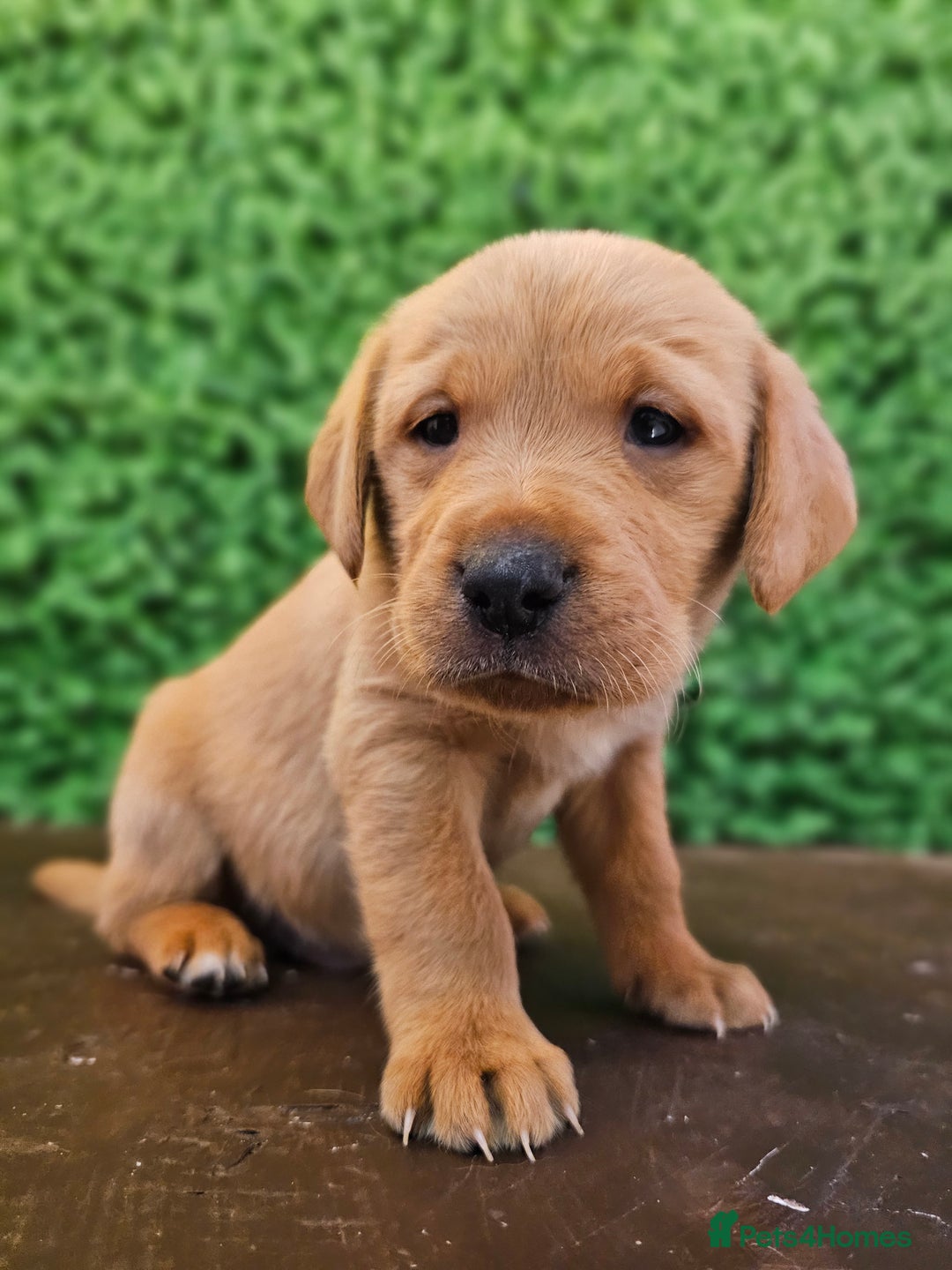 Labrador Retriever dogs for sale: 🐾Beautiful Labrador Pups–Ready for Loving Homes🐾 - Image 6