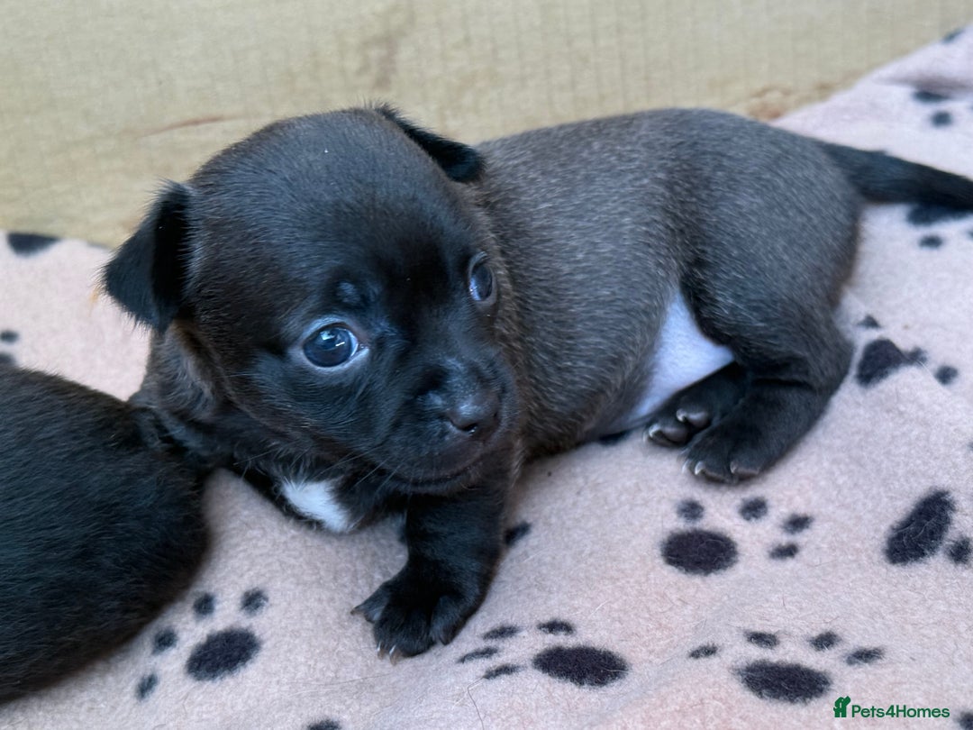 Chihuahua dogs for sale: Absolutely Stunning Little Chihuahua Puppies - Image 12