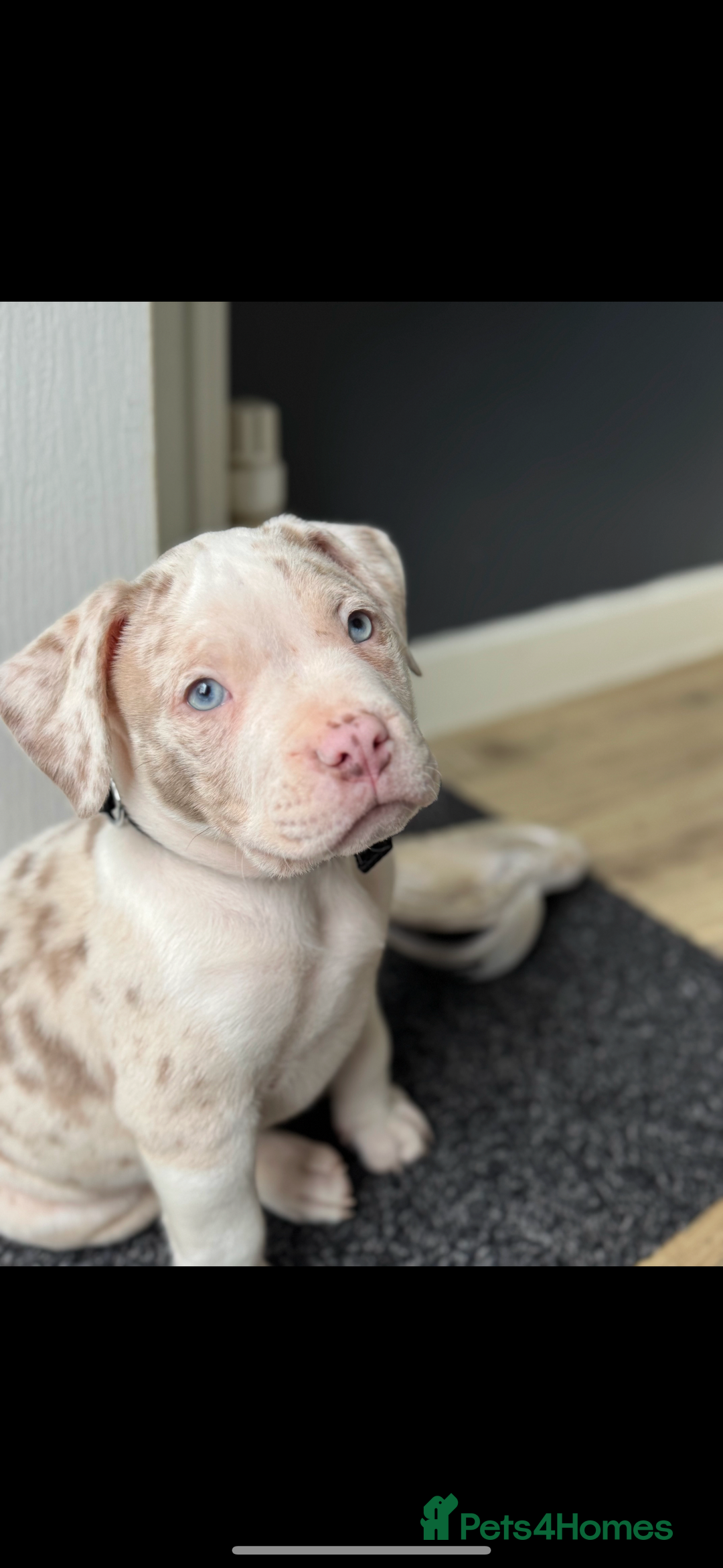 American Bully dogs for sale: Milo  - Image 7