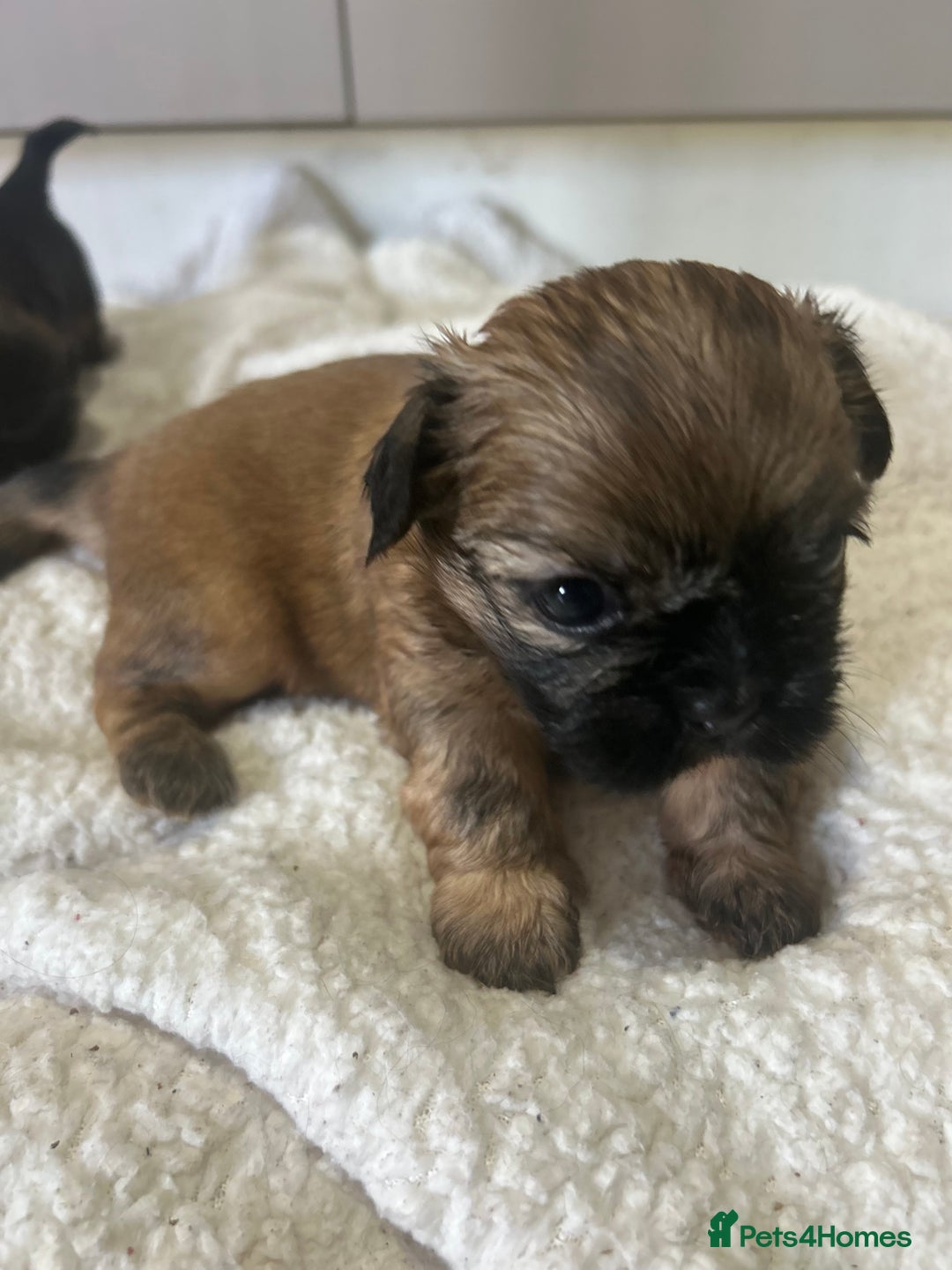 Shih Tzu dogs for sale: Lovely little boy  - Image 2