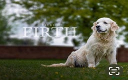 Golden Retriever dogs for sale: Old English cream golden retrievers  - Image 11