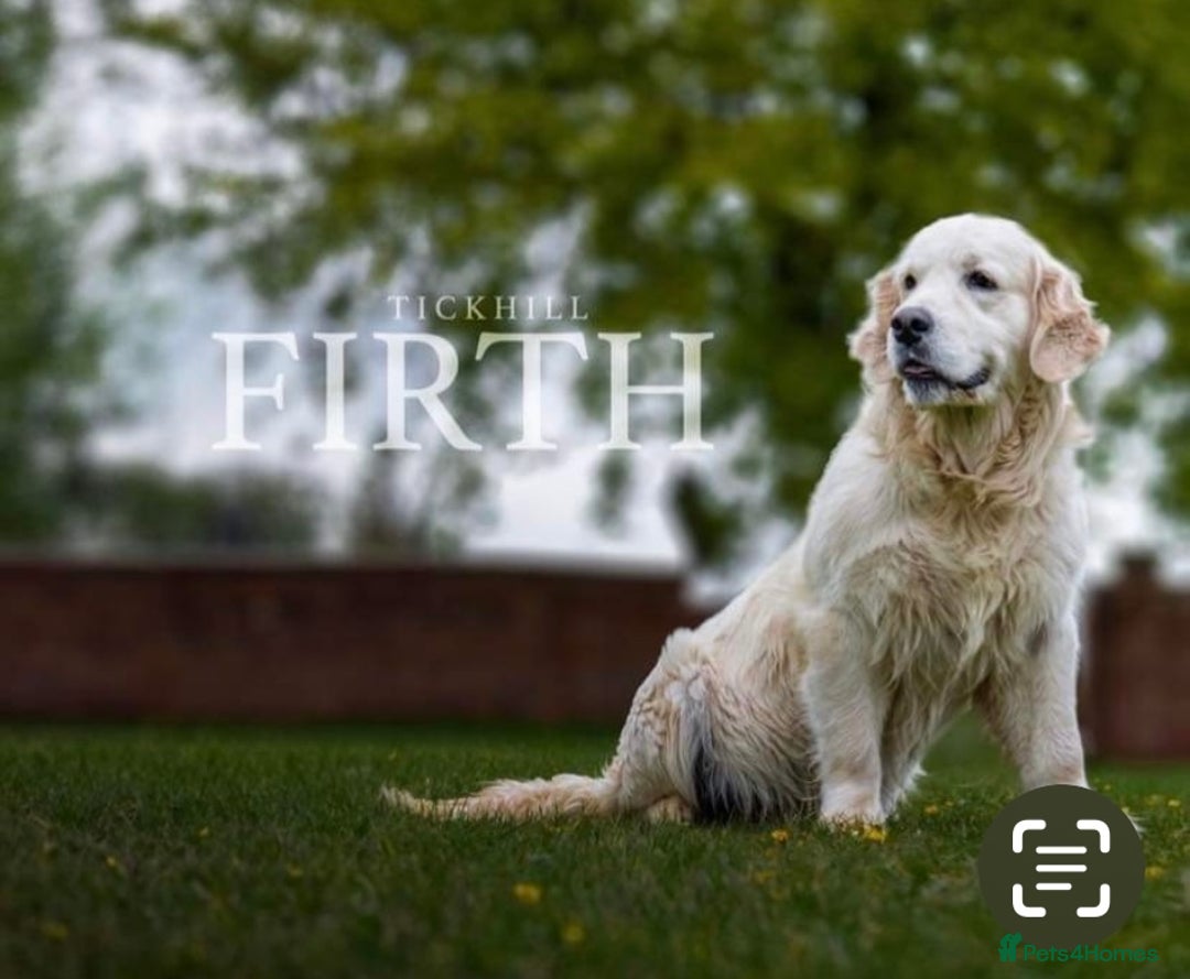Golden Retriever dogs for sale: Old English cream golden retrievers  - Image 11