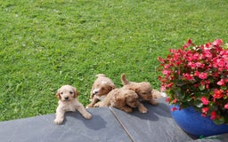 Cavapoo dogs for sale: Stunning F1b Health Tested Miniature Cavapoos - Image 9