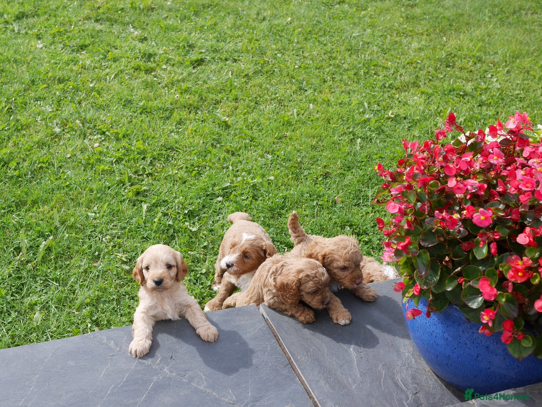 Cavapoo dogs for sale: Stunning F1b Health Tested Miniature Cavapoos - Image 9