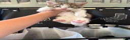 Mixed Breed cats for sale: Kittens for sale  - Advert 7