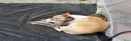 Chihuahua dogs for sale: Chihuahua puppies in Inverness - Advert 2