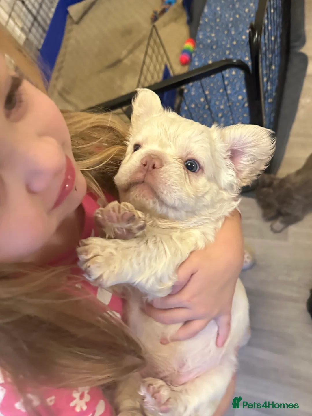 French Bulldog dogs for sale: Rare Fluffy French Bulldog Puppies READY NOW - Advert 13