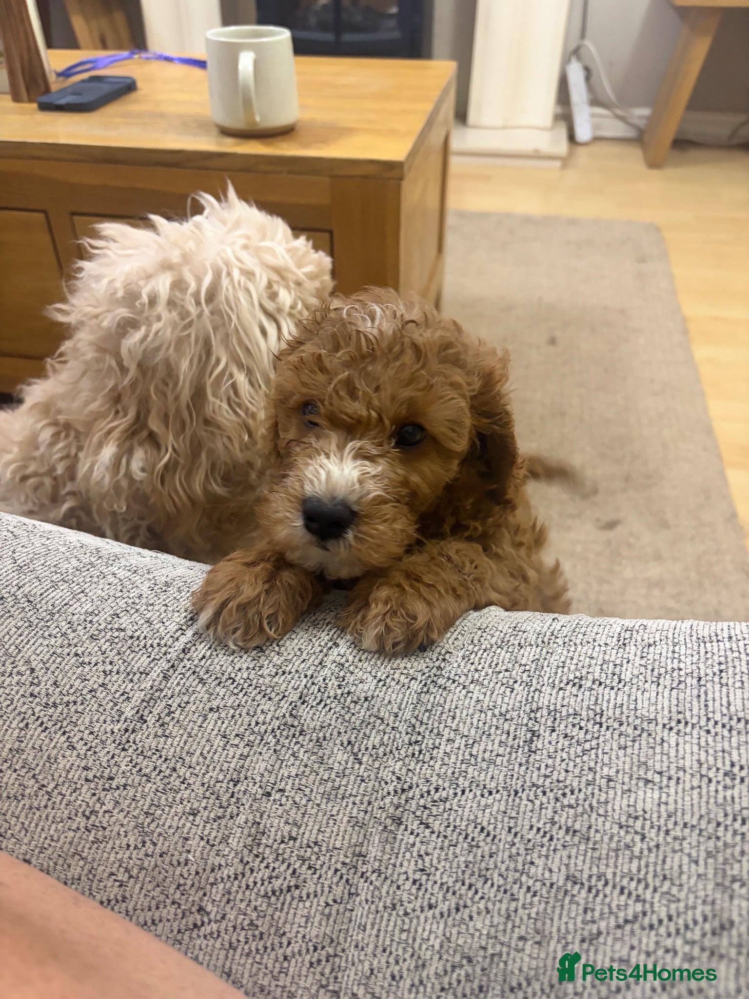 Cavapoo dogs F1B Cavapoo puppies READY NOW! - Advert 1