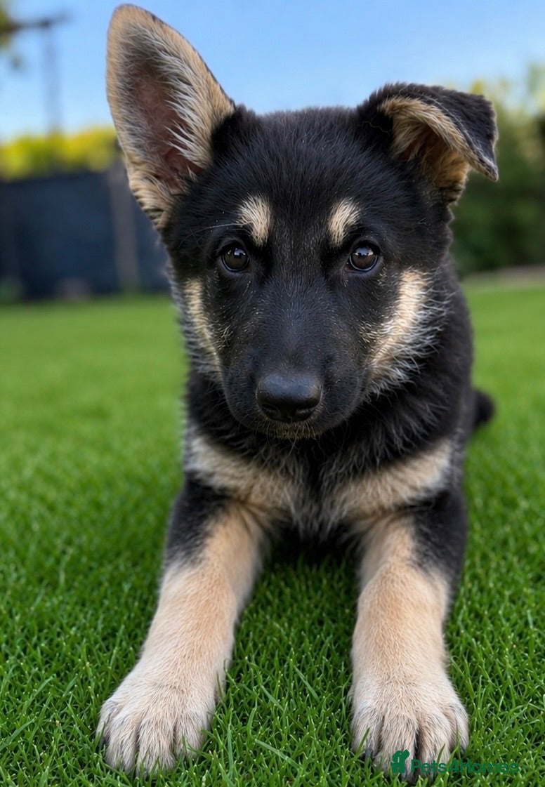 German Shepherd dogs German Shepard puppies  - Advert 14