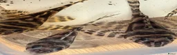 Plecos fish for sale: Large amount of L333 & L333 GoldlinePlecos. 1”-4” - Advert 8