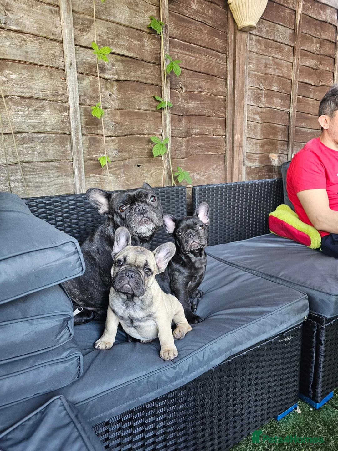 French Bulldog dogs for sale:  Daisy & Rolf – Beautiful French Bulldog Puppies  - Advert 1
