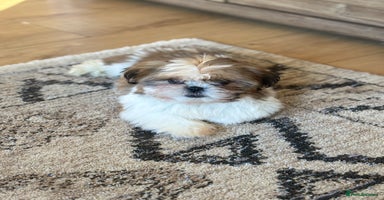 Shih Tzu dogs - Advert 14