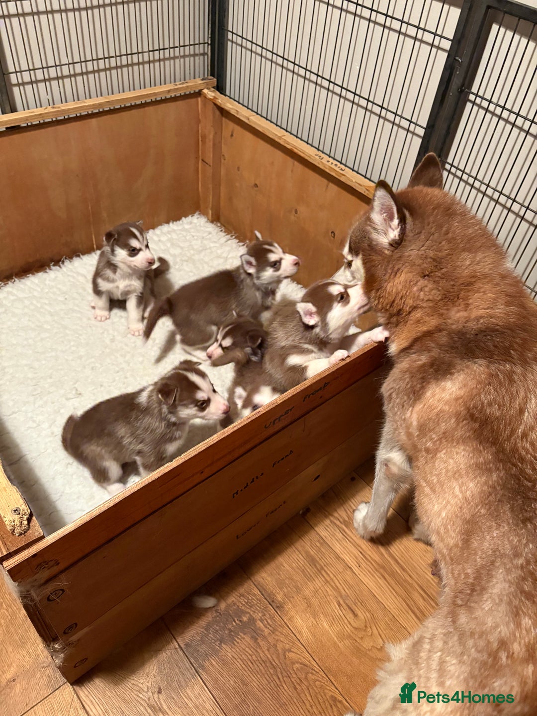 Siberian Husky dogs for sale: Red puppies - Image 10