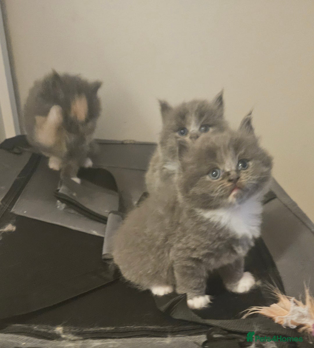 Mixed Breed cats for sale: Beautiful fluffy kitten  - Advert 4