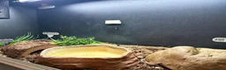 Python Snake reptiles for sale: Male Champagne Enchi Royal/Ball Python - Advert 9