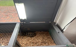 Tortoise reptiles for sale: Herman tortoise  - Advert 3