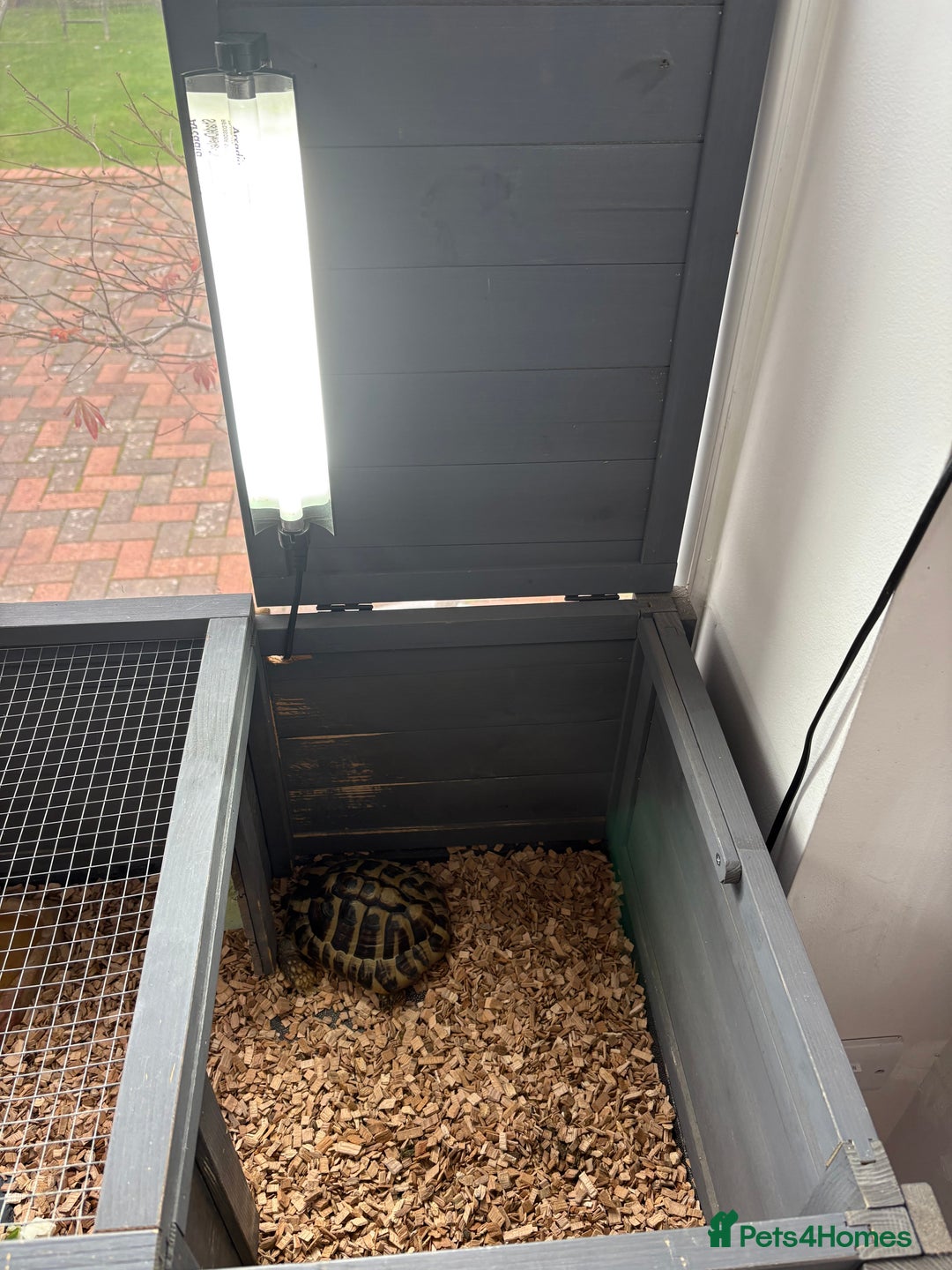 Tortoise reptiles for sale: Herman tortoise  - Advert 3