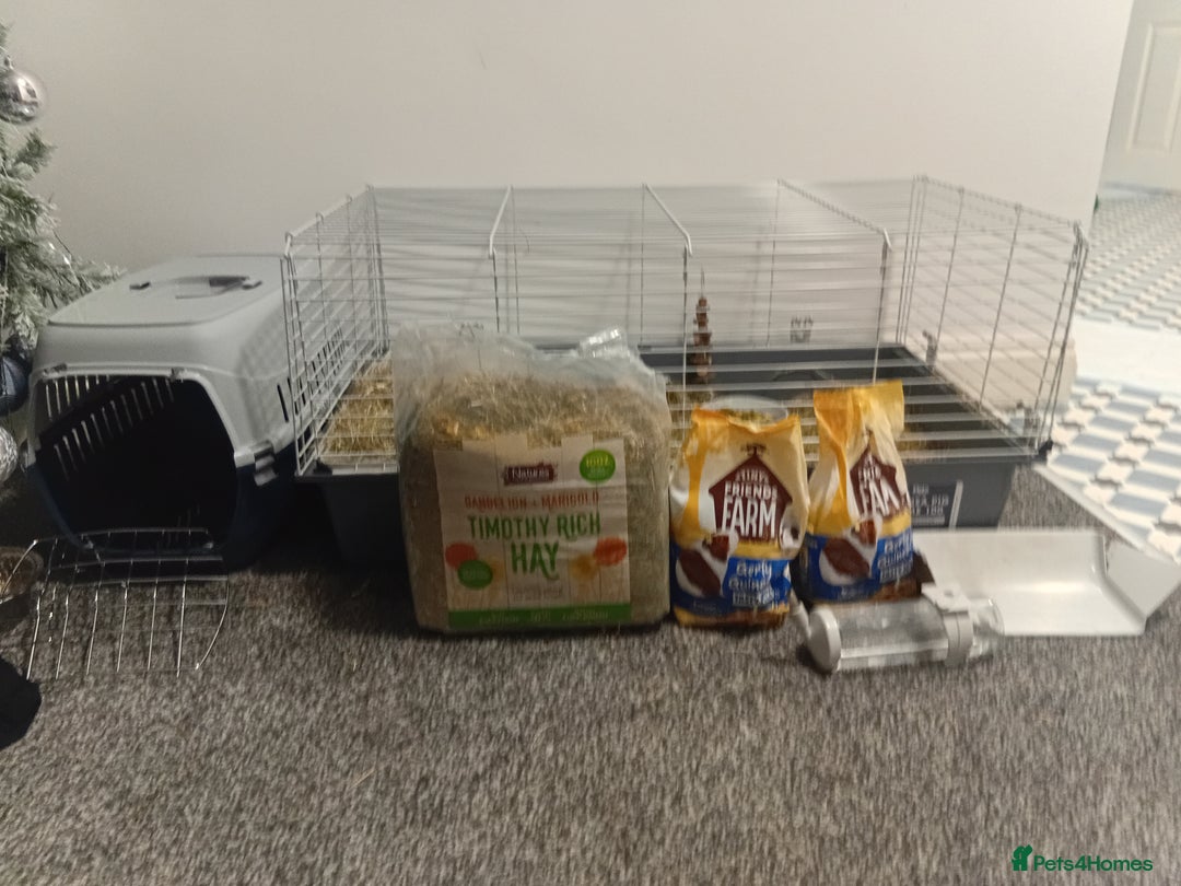 Guinea Pig rodents for sale: 2 guinea pigs and full set up to a loving home - Advert 3