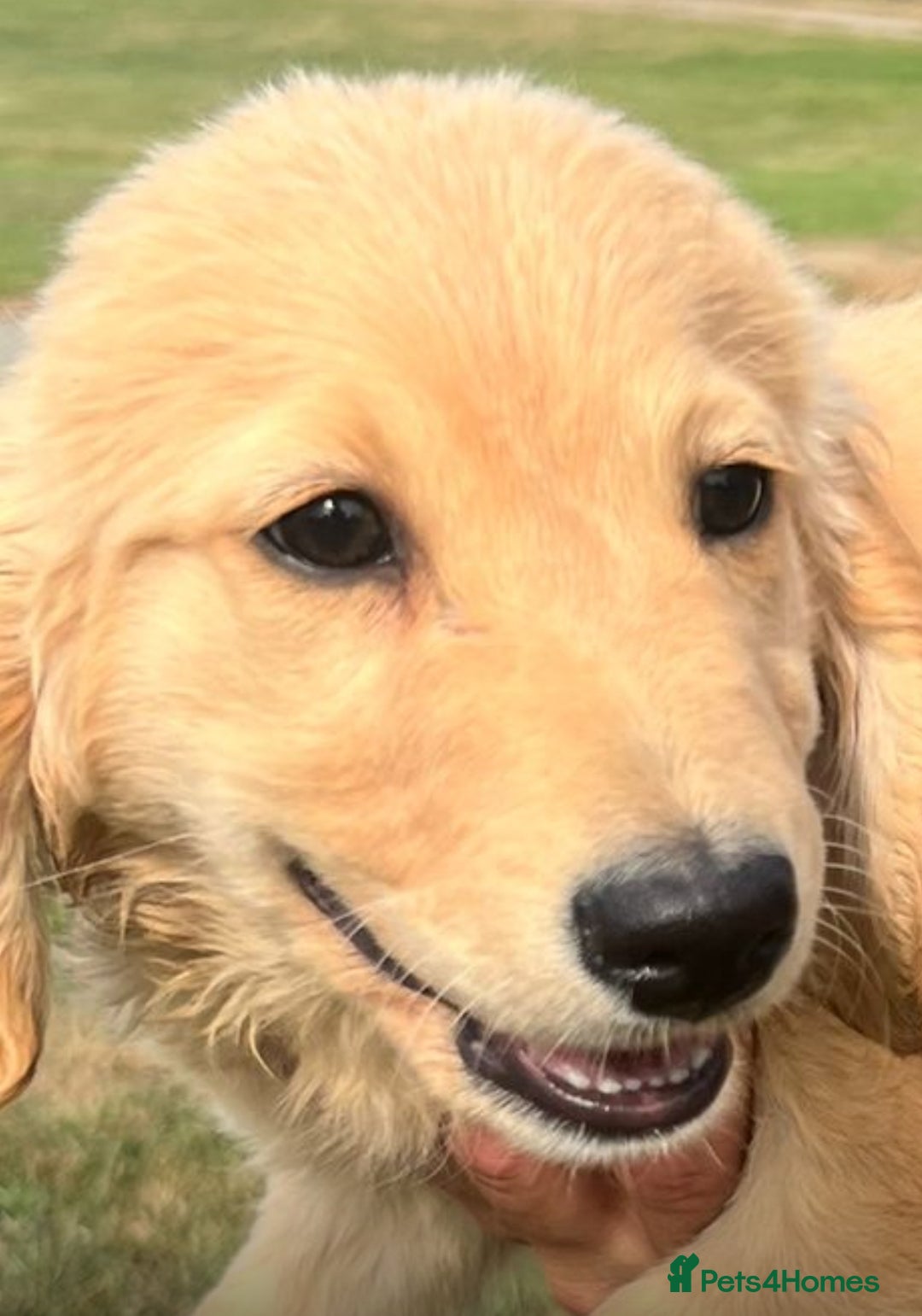 Goldendoodle dogs for sale: Healthy happy small golden retriever type puppies - Image 4