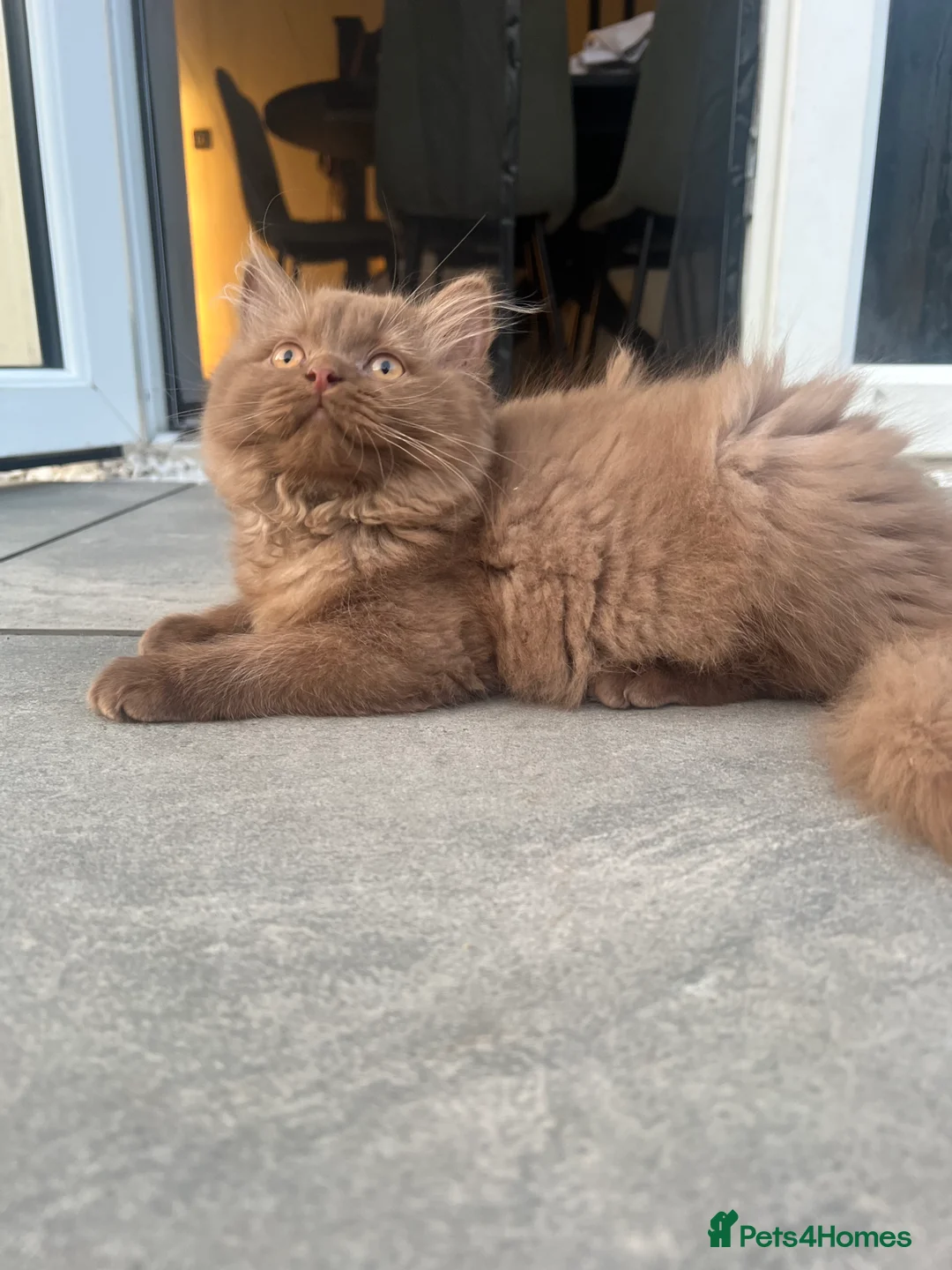British Longhair cats for sale: Cinnamon British long hair female  - Advert 10