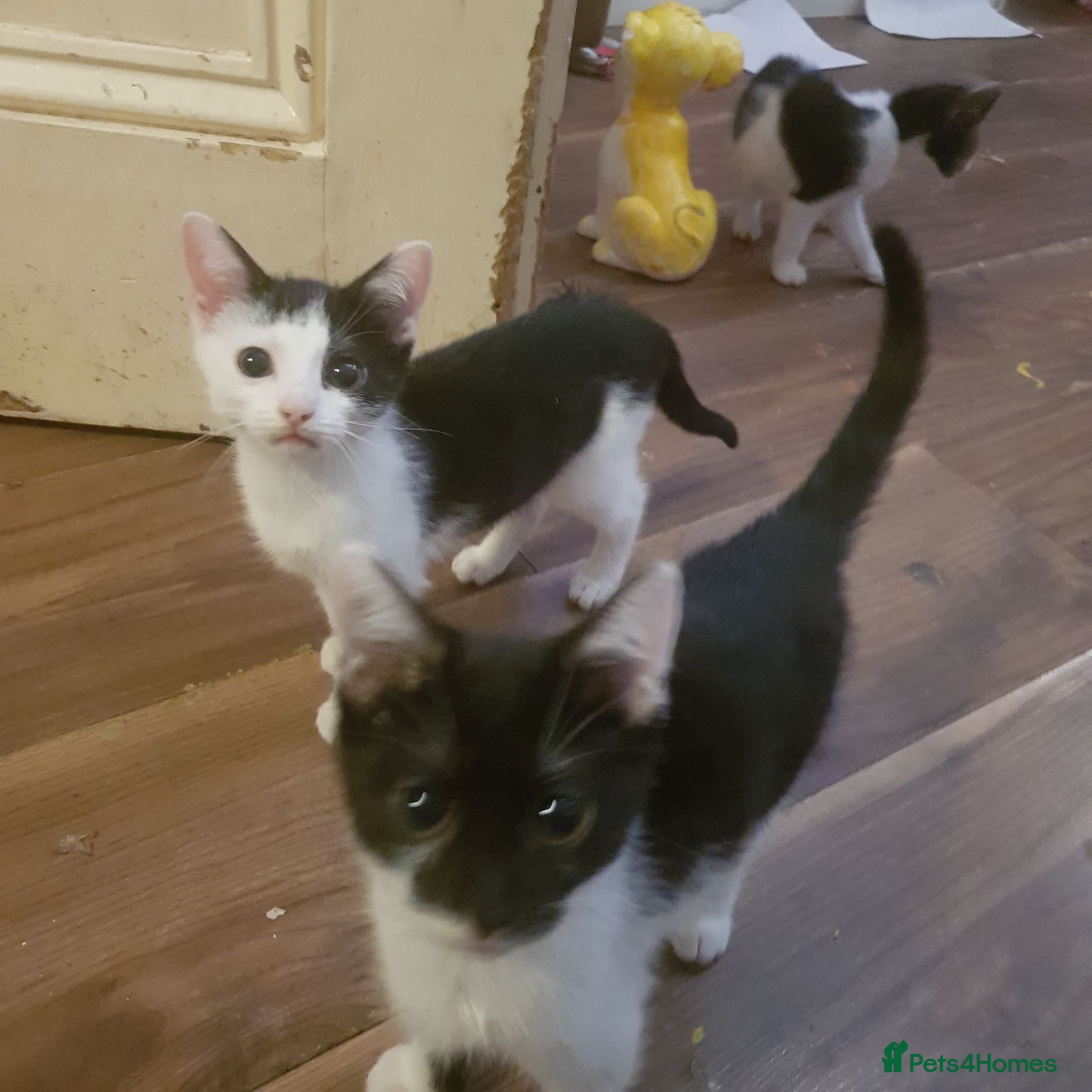 Mixed Breed cats Beautiful kittens ready for new loving homes  - Advert 1