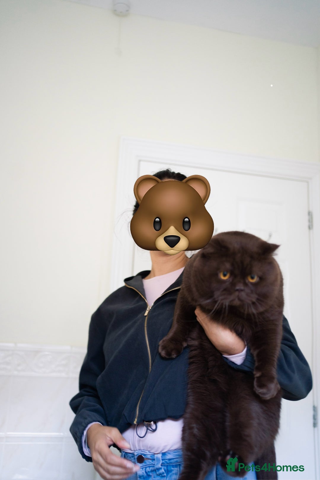 British Shorthair cats for stud: Lilac & Chocolate males  for stud service  in Greenhithe - Advert 3