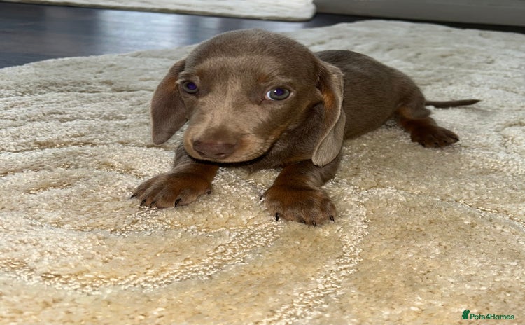 Miniature Dachshund dogs - Advert 3