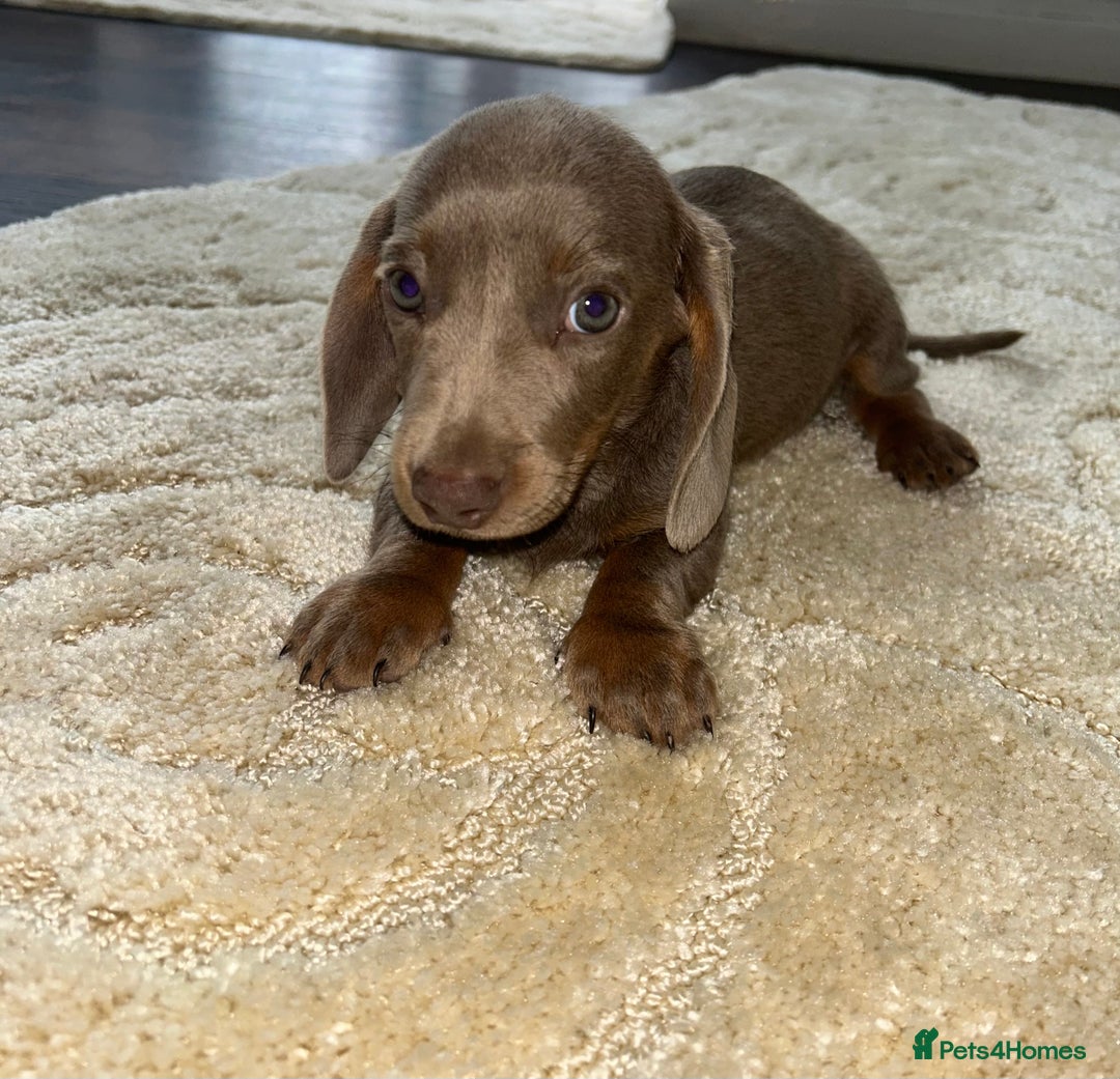 Miniature Dachshund dogs for sale: Miniature Dachshund Puppys Last MALE - Image 1