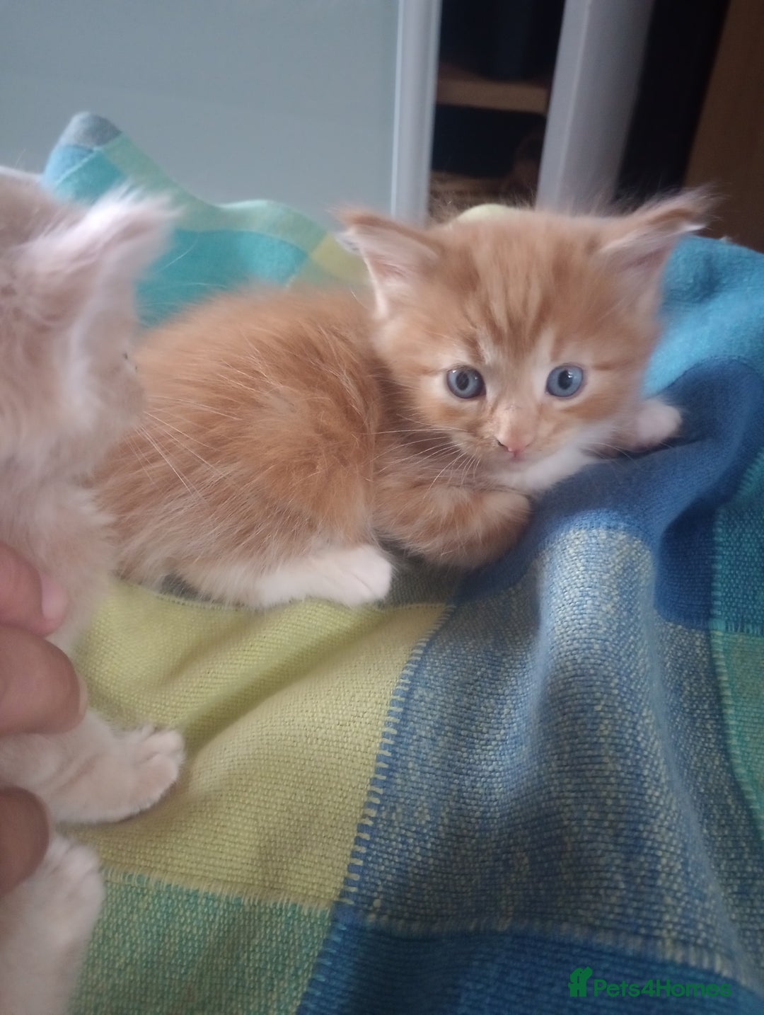 Maine Coon cats for sale: I have Beautiful healthy maicoon XL  - Image 39