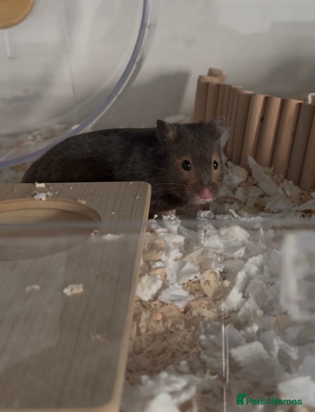 Hamster rodents for sale: Loki for Adoption🐹 - Advert 5