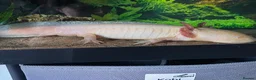 Axolotl reptiles for sale: 2 male axolotls in Plymouth - Advert 4