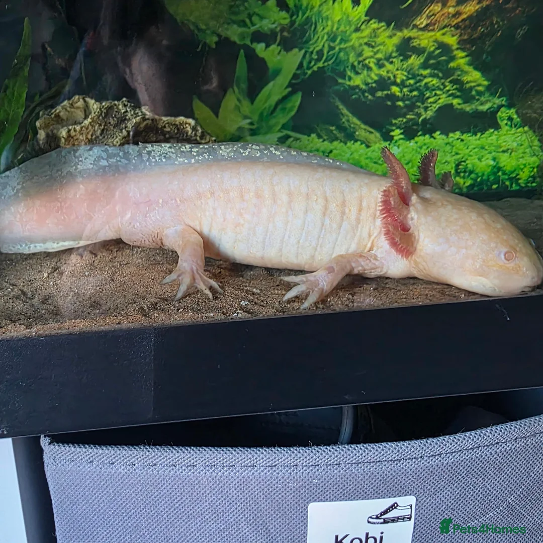 Axolotl reptiles for sale: 2 male axolotls in Plymouth - Advert 4
