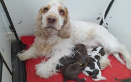 Cocker Spaniel dogs for sale: Beautiful kc reg show cocker puppies Ready Now - Image 10