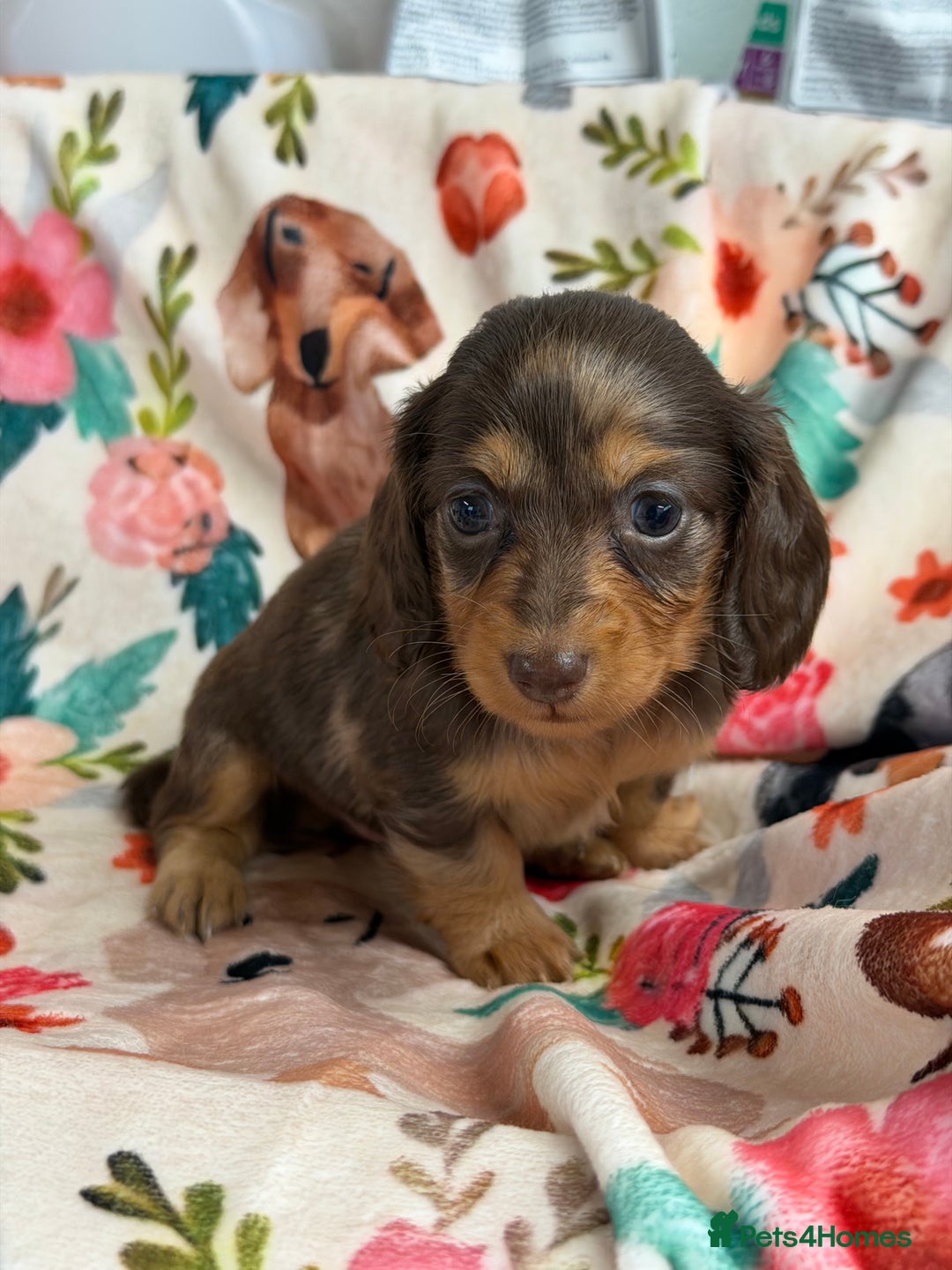 Miniature Dachshund dogs for sale: 2 left Long haired mini dachshund pups  - Advert 25