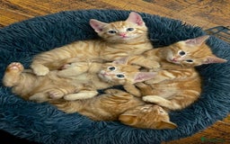 Mixed Breed cats for sale: GORGEOUS KITTENS  - Advert 11