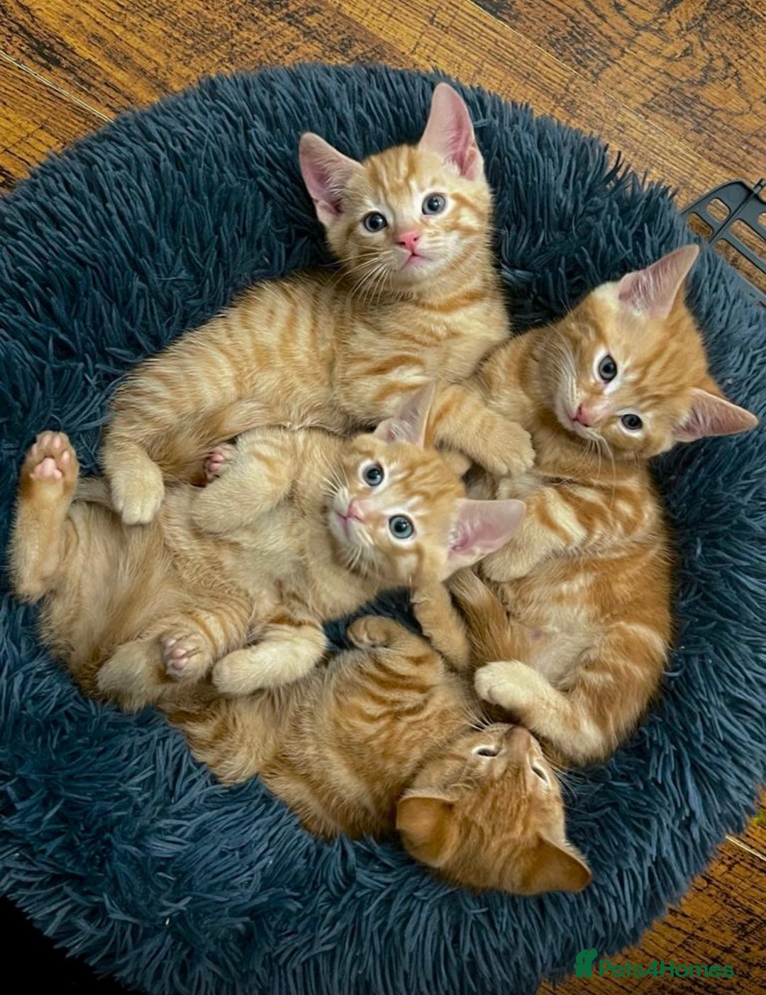 Mixed Breed cats for sale: GORGEOUS KITTENS  - Advert 11