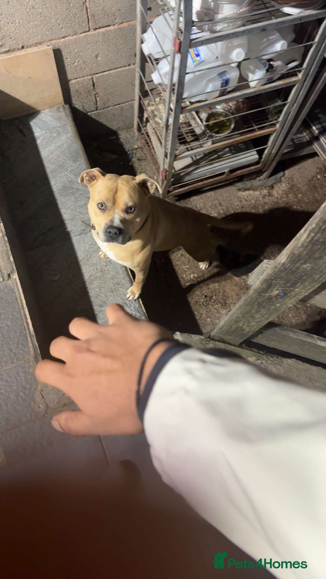 American Bull Staffy dogs for stud: *stud only * Powder our beautiful staff - Image 1