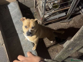 American Bull Staffy dogs - Advert 1