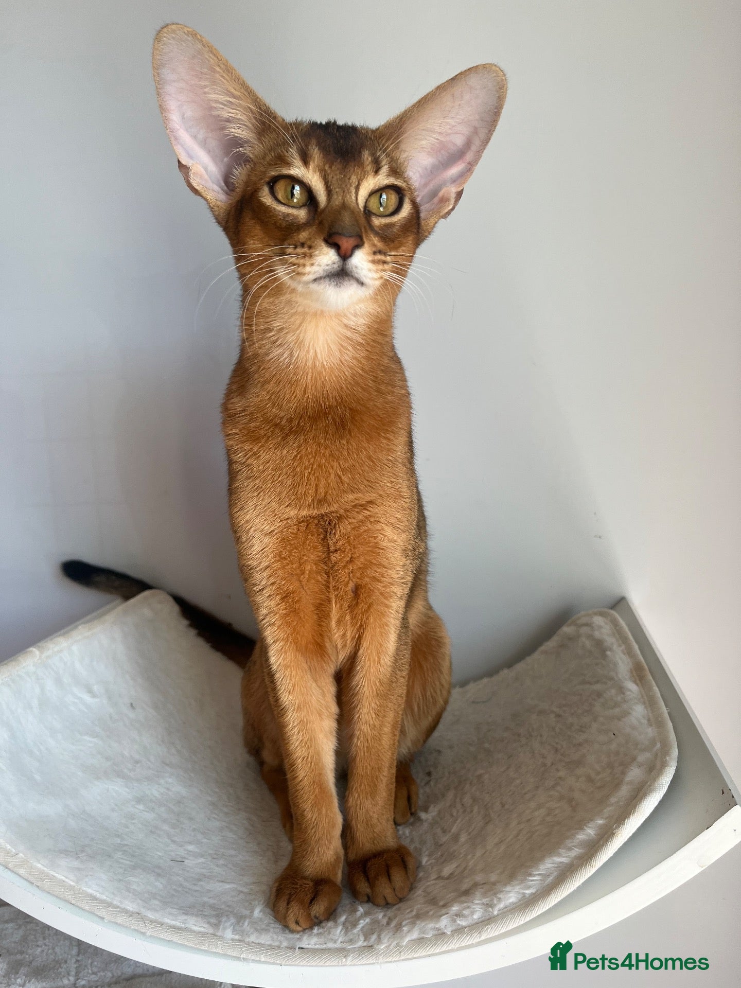 Abyssinian cats Adorable Abyssinian kittens - Advert 1