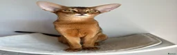Abyssinian cats for sale: Adorable Abyssinian kittens - Advert 4