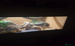 Python Snake reptiles for sale: Banana Royal Python - Image 9