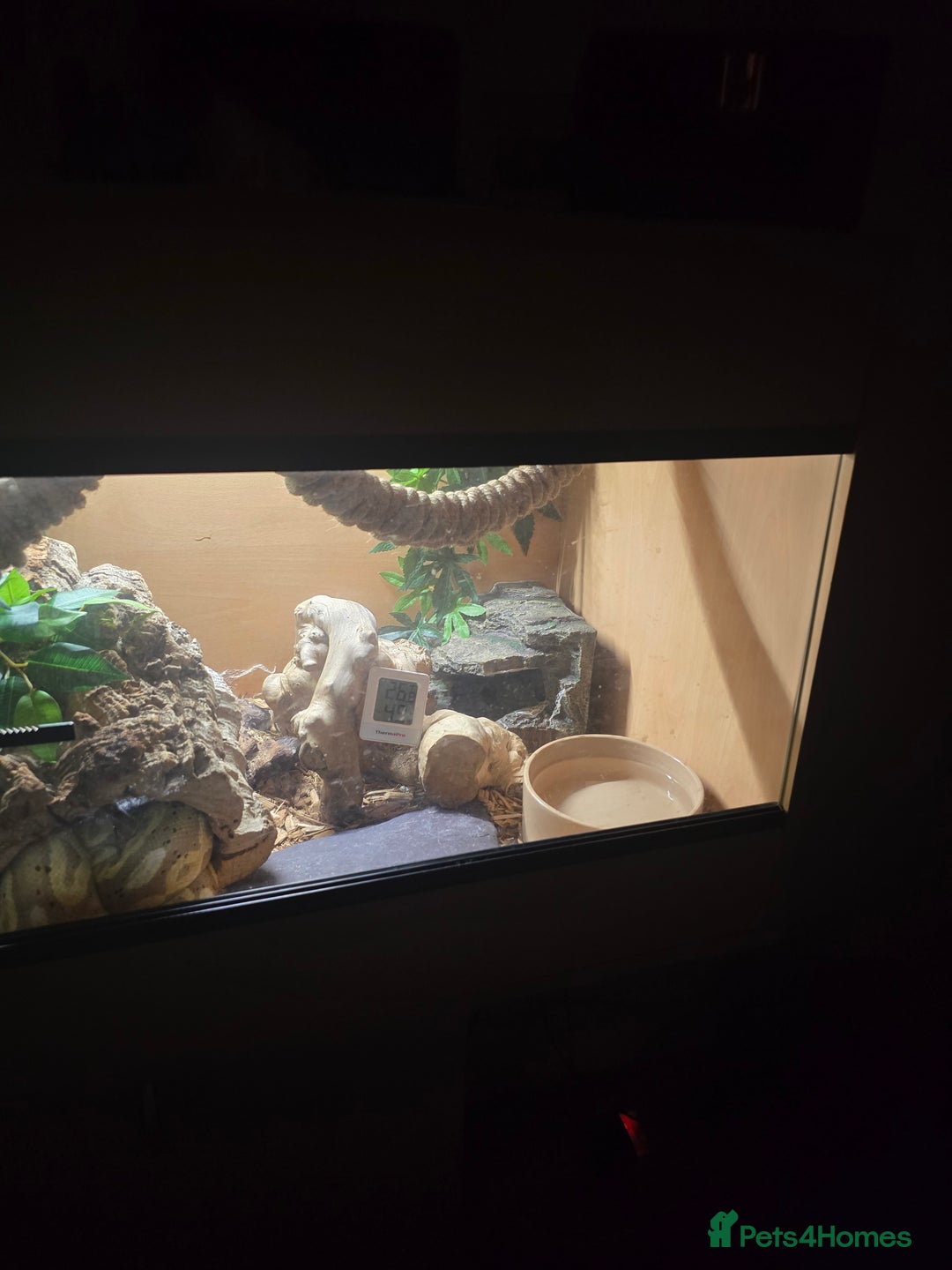 Python Snake reptiles for sale: Banana Royal Python - Image 9